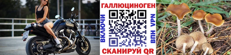 Псилоцибиновые грибы Psilocybine cubensis  Шарыпово 